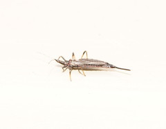 Idolothrips spectrum