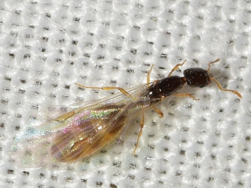 Solenopsis orbula
