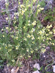 Draba praealta