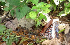Charaxes