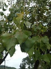 Populus mexicana