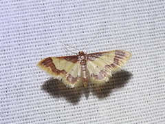 Idaea basinta