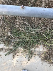 Muehlenbeckia complexa