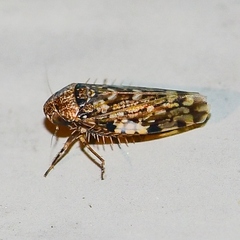 Xestocephalus tessellatus