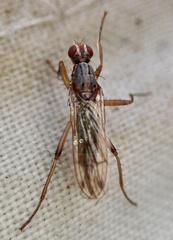 Norellia
