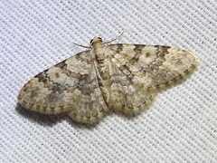 Zenophleps obscurata