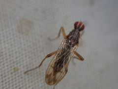 Norellia