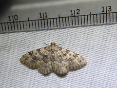 Zenophleps obscurata