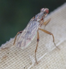 Norellia