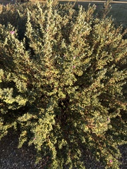 Leucophyllum frutescens