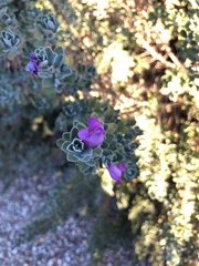 Leucophyllum frutescens