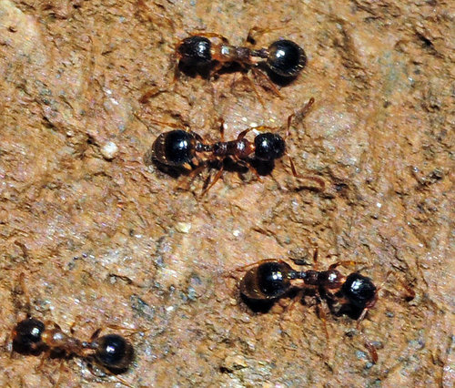 Temnothorax gredosiTemnothorax gredosi