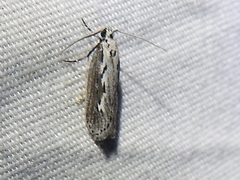 Ethmia semitenebrella