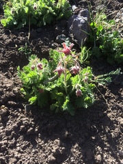 Geum triflorum ciliatum