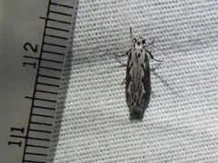 Ethmia semitenebrella