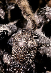 Psacasta exanthematica