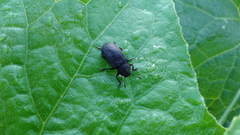 Heterotarsus carinula