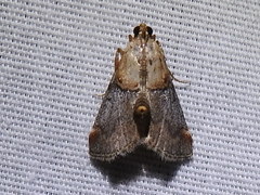 Cacozelia basiochrealis