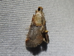 Cacozelia basiochrealis