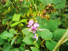Dipogon lignosus