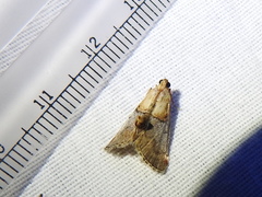 Cacozelia basiochrealis