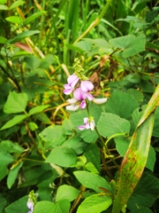 Dipogon lignosus
