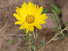 Grindelia pulchella