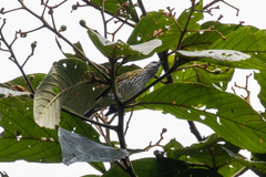 Ixothraupis punctata