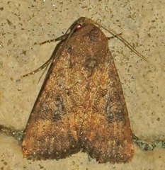 Condica sutor