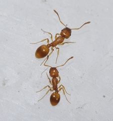 Temnothorax leviceps
