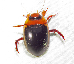 Hydaticus bimarginatus