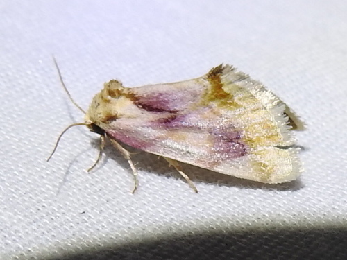 Chamaeclea pernana photo 2