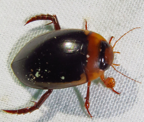 Hydaticus bimarginatus