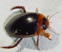 Hydaticus bimarginatus