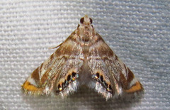 Eoparargyractis irroratalis