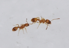 Temnothorax leviceps