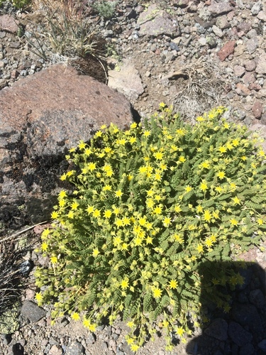 Image of Ivesia shockleyi by (c) Matt Berger, some rights reserved (CC BY)