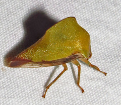 Telamona excelsa