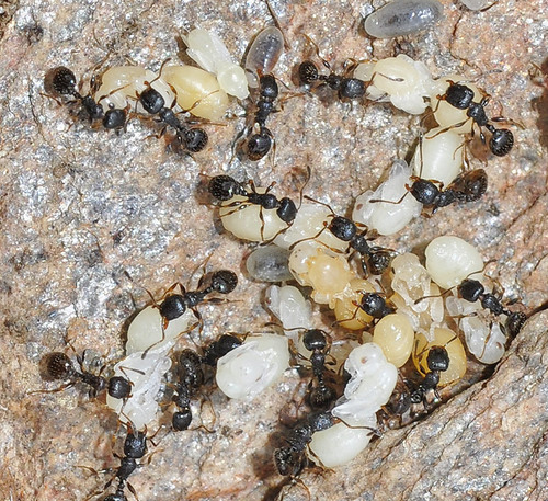 Temnothorax nigerTemnothorax niger