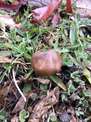 Basidiomycota