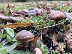 Basidiomycota