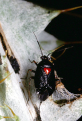 Deraeocoris ribauti