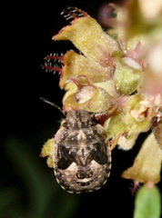 Sciocoris maculatus