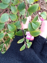 Symphoricarpos × chenaultii