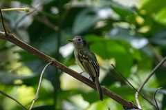 Pogonotriccus ophthalmicus