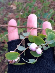 Symphoricarpos × chenaultii