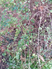 Symphoricarpos × chenaultii