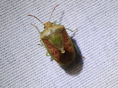 Banasa subcarnea