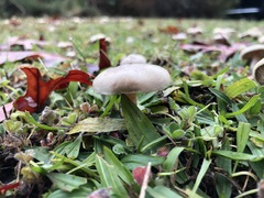 Basidiomycota