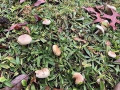 Basidiomycota